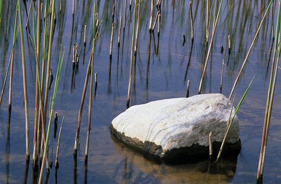 Limestone in Reeds