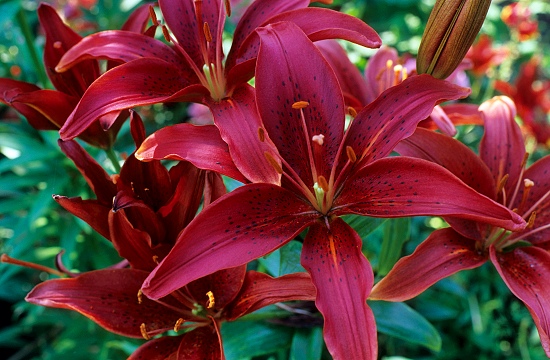 Crimson Lily