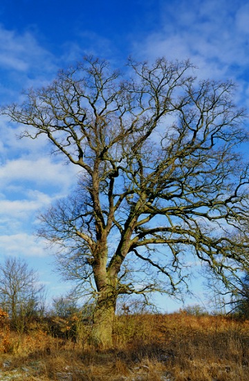 Solitary Oak