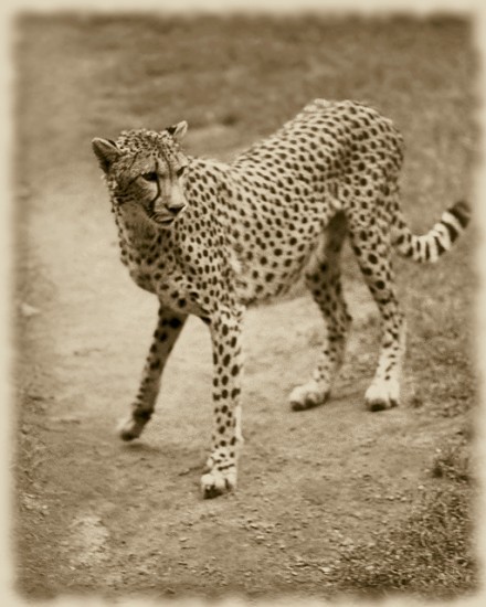 Cheetah on Trail