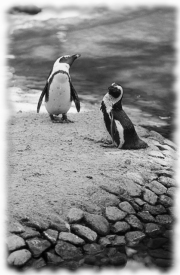 Standing Penguins