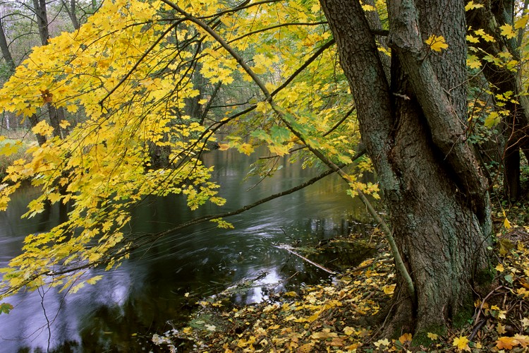 Autumn over the Drawa River