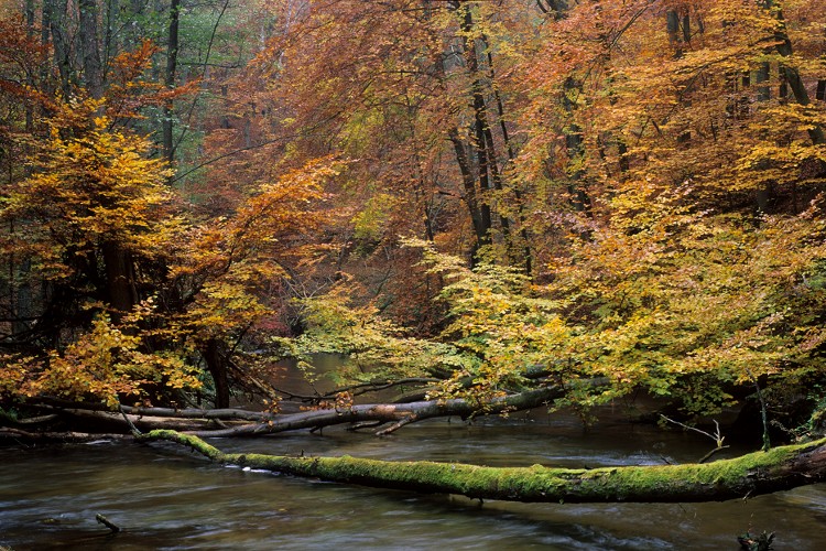 Autumn over the Plociczna River