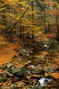 Kamienczyk Brook in Fall