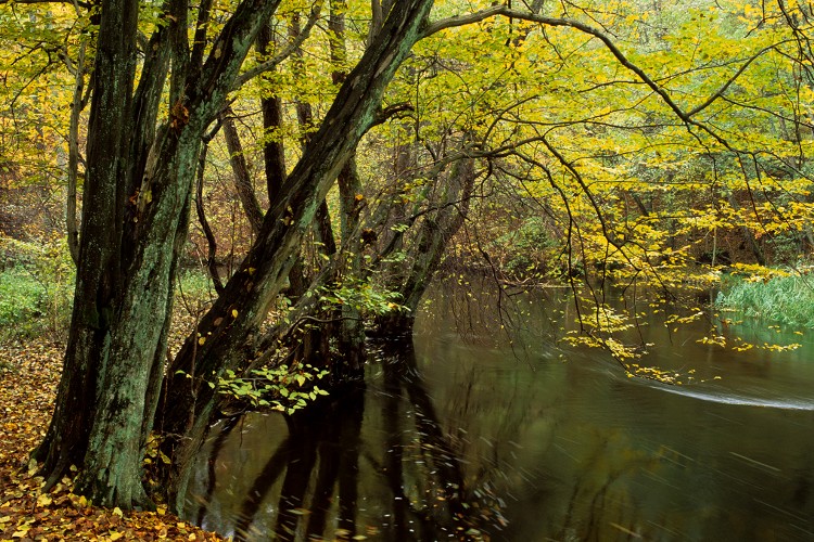 Drawa River in Fall