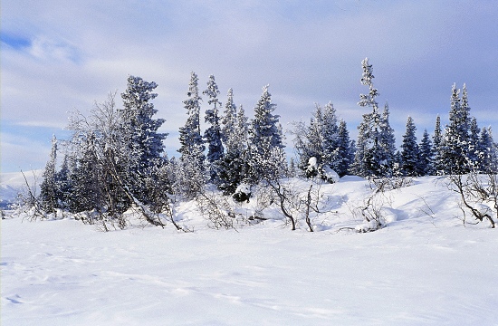 Winter in Taiga Forest