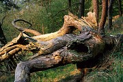 Fallen Pine Tree