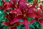 Crimson Lily